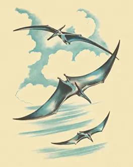 Three Pterodactyl