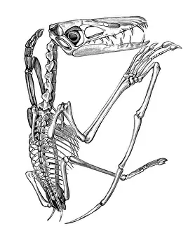 Animal Bone Prints: Pterodactylus
