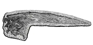 Fossil Prints: Pterodactylus wing
