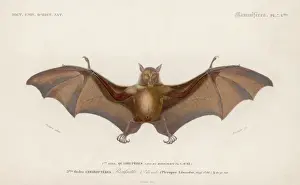 Pteropus Edwardsii