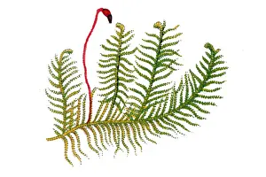 Ptilium crista-castrensis, the knights plume moss or ostrich-plume feathermoss, is