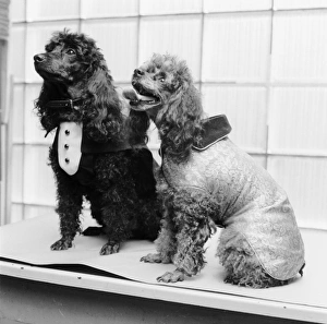 Images Dated 11th November 2014: Pucini Pooches