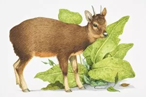 Artiodactyla Gallery: Pudu Mephistopheles, small brown deer with short horns