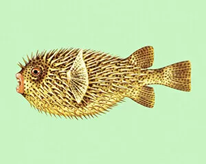 Ilustration Collection: Puffer Fish