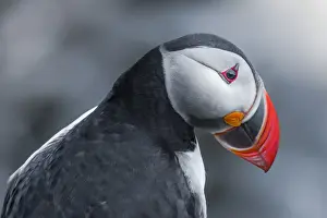 Prints of Pufffin portrait Fascinating Puffin Prints: Pufffin portrait