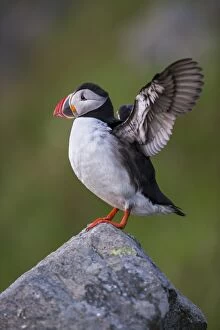 Images Dated 25th June 2013: Puffin or Atlantic Puffin -Fratercula arctica-, Runde, Soroyane, More og Romsdal, Norway