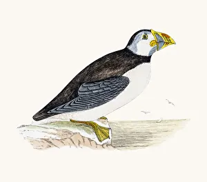 Images Dated 10th June 2016: Puffin bird