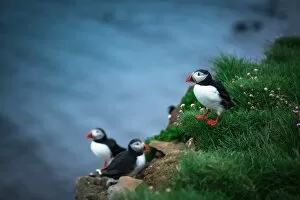 Grass Area Collection: Puffin birds in summer