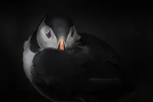 Puffin with dark background