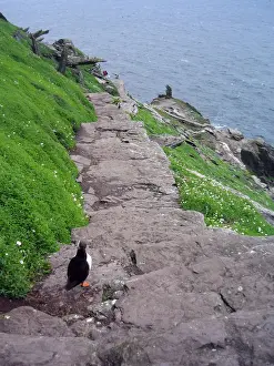 County Kerry Prints: Puffin descending south steps