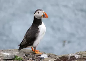Images Dated 16th May 2016: Puffin, Farne islands, England