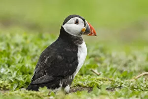 Images Dated 11th June 2013: Puffin -Fratercula arctica-, Farne Islands, Northumberland, England, United Kingdom