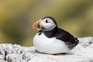 Images Dated 10th June 2013: Puffin -Fratercula arctica-, Farne Islands, Northumberland, England, United Kingdom