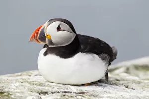 Images Dated 10th June 2013: Puffin -Fratercula arctica-, Farne Islands, Northumberland, England, United Kingdom