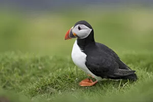 Images Dated 29th May 2013: Puffin -Fratercula arctica-, Mykines, Faroe Islands, Denmark