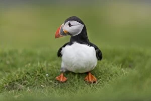 Images Dated 29th May 2013: Puffin -Fratercula arctica-, Mykines, Faroe Islands, Denmark
