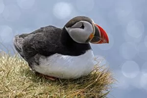 Images Dated 3rd August 2019: Puffin (Fratercula arctica), sitting in the grass, bird rock Latrabjard, Westfjords