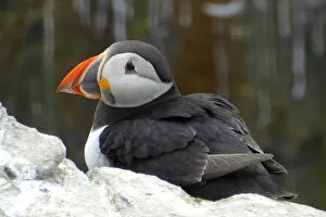 Images Dated 16th May 2016: Puffin, Inner Farne, Farne islands, England
