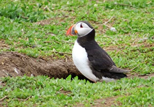 Images Dated 16th May 2016: Puffin just outside its burrow, Farne islands, England