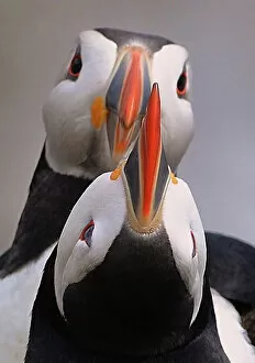 Images Dated 22nd May 2011: Puffin in love