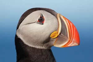 Images Dated 14th August 2011: Puffin Profile