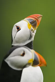 Images Dated 28th June 2017: Puffin sizing up a rival