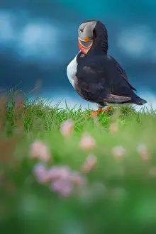Prints of Puffin standing on the cliff Fascinating Puffin Prints: Puffin standing on the cliff