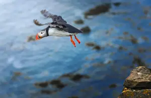 Prints of A puffin taking off from the cliff Fascinating Puffin Prints: A puffin taking off from the cliff