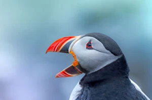 Images Dated 22nd May 2016: Puffin tweet