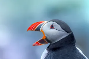 Iceland Gallery: Puffin tweet