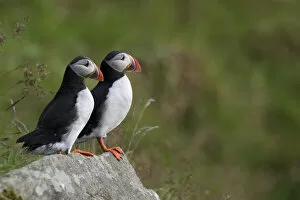 Images Dated 25th June 2013: Puffins or Atlantic Puffins -Fratercula arctica-, Runde, Soroyane, More og Romsdal, Norway