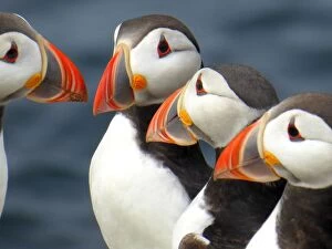 Beautiful Bird Species Gallery: Fascinating Puffins Collection