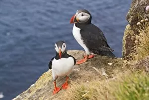 Images Dated 16th July 2008: Puffins -Fratercula arctica-, Iceland, Europe