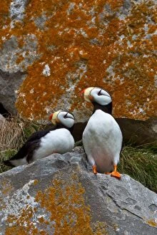 Images Dated 26th July 2011: Puffins on a lichen-covered cliff. Horned puffins, Fratercula corniculata