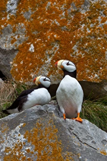 Puffins on a lichen-covered cliff. Horned puffins, Fratercula corniculata, Lake Clark National Park, Alaska, USA