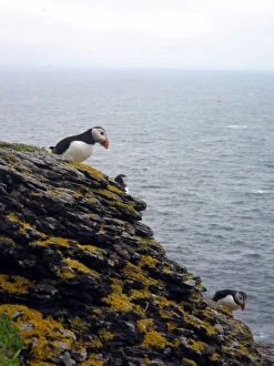 Moss Gallery: Puffins on skellig michael