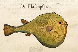 Macro Gallery: Puffy fish Antique 16th Century illustration