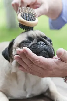 Shut Prints: A pug is combed with a brush by its owner, outdoor