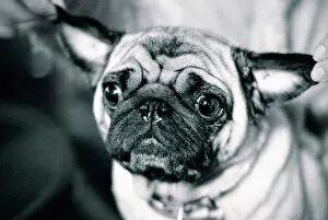 Eddy Joaquim Photography Gallery: Pug having its ears pulled out