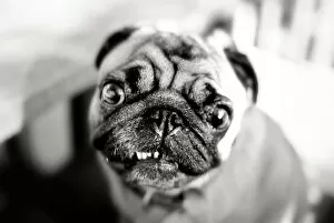 Eddy Joaquim Photography Gallery: Pug portrait, ugly in a cute sort of way