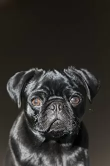 Images Dated 19th March 2011: Pug puppy, black, portrait