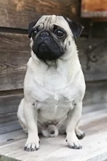 Wooden Gallery: A pug sitting on a wooden bench