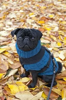 Pug wearing a blue sweater sitting on autumn leaves