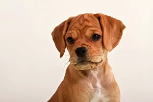 Cropped Gallery: Puggle puppy, portrait