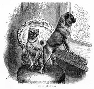 Images Dated 11th May 2017: Pugs engraving 1894