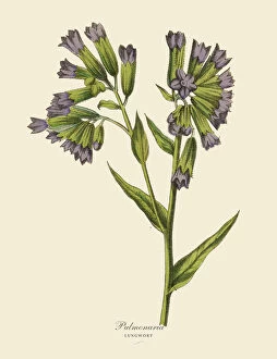 Single Flower Collection: Pulmonaria or Lungwort Plant, Victorian Botanical Illustration