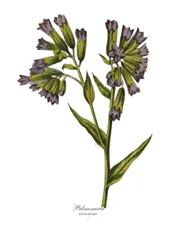 Pulmonaria or Lungwort Plant, Victorian Botanical Illustration
