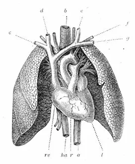 Images Dated 30th July 2016: Pulmonary artery engraving 1899