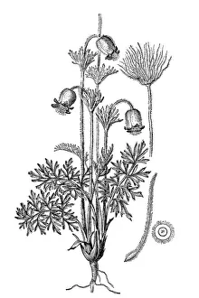 Images Dated 3rd February 2017: Pulsatilla pratensis (small pasque flower)