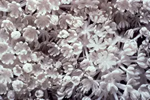 Pulsing xenia coral (Xenia umbellata) polyps feeding